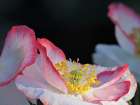 Usa-Washington State-Duvall. Red and white common poppy close-up Art Print